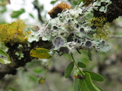 Heterodermia echinata