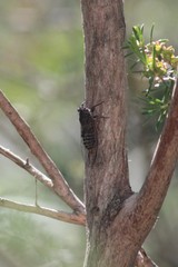 Atrapsalta encaustica