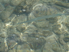 Platybelone argalus