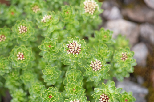 Rhodiola crenulata