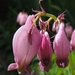 Pacific Bleeding Heart - Photo (c) Peter Prehn, some rights reserved (CC BY-NC-ND)