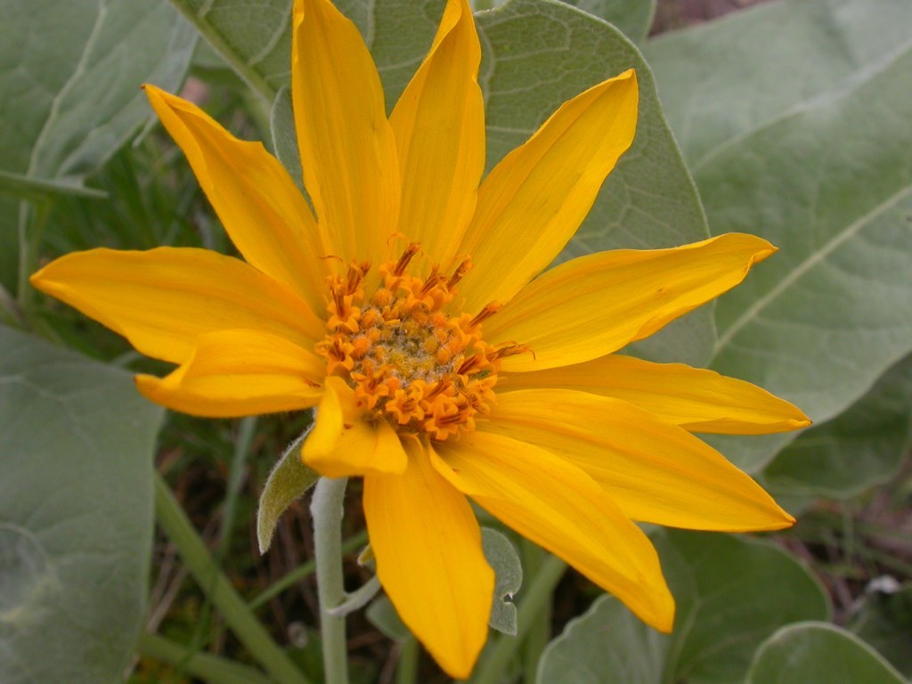 Balsamorhiza