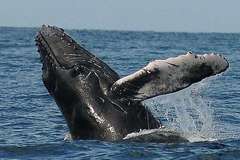 Humpback Whale