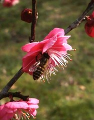 Apis cerana japonica