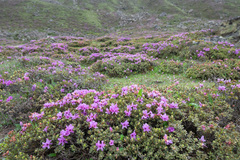 Rhododendron setosum, photograph (c) Morten Ross, some rights reserved (CC BY)