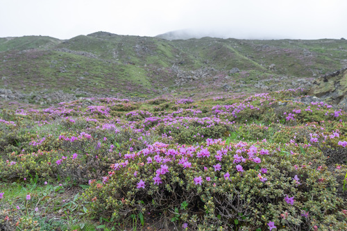 Rhododendron setosum, photograph 4