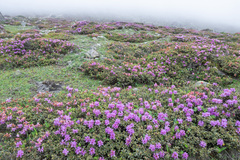 Rhododendron setosum, photograph (c) Morten Ross, some rights reserved (CC BY)