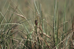 Yoyetta spectabilis