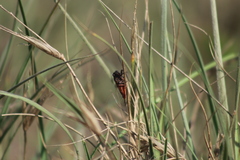 Yoyetta spectabilis