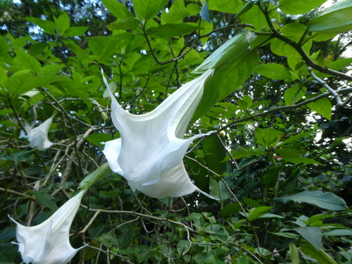 Brugmansia suaveolens, 2017-09-23