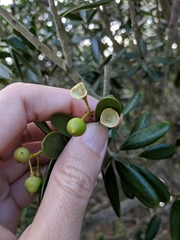 Jacquinia keyensis
