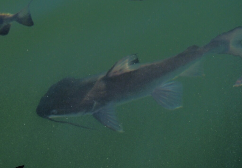 Midgley's catfish (Neoarius midgleyi) — Ariidae