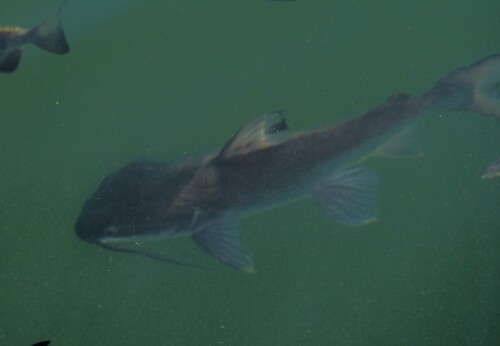 Midgley's catfish (Neoarius midgleyi) — Ariidae