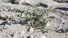 Cryptantha barbigera barbigera