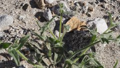 Cryptantha barbigera barbigera