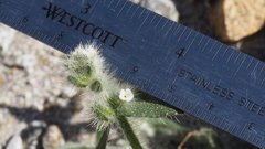 Cryptantha barbigera barbigera