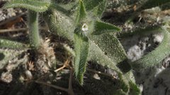 Cryptantha barbigera barbigera