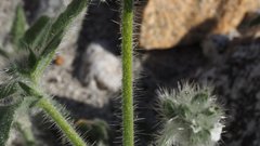 Cryptantha barbigera barbigera