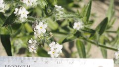 Cryptantha barbigera fergusoniae