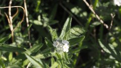 Cryptantha barbigera fergusoniae