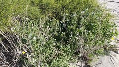 Cryptantha barbigera fergusoniae