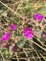 Mirabilis glabrifolia