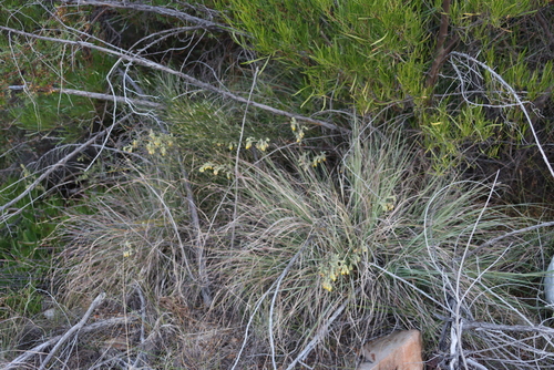 Image of Cymbopogon pospischilii by (c) Tony Rebelo, some rights reserved (CC BY-SA)