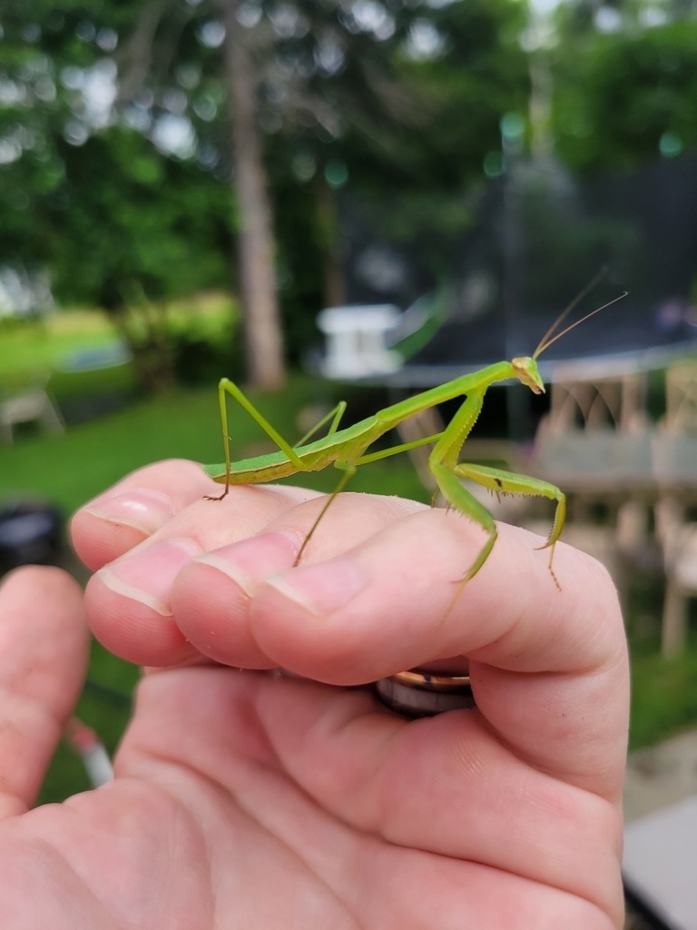 Carolina Mantis from Niagara Ave, Dayton, OH, US on July 21, 2023 at 04