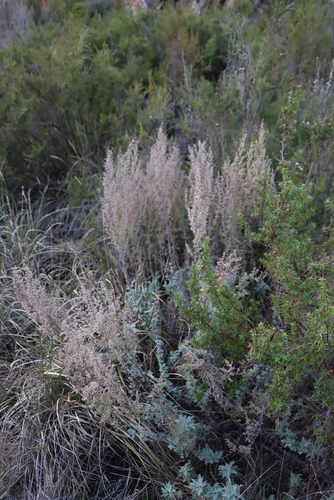 Image of Artemisia afra by (c) Tony Rebelo, some rights reserved (CC BY-SA)