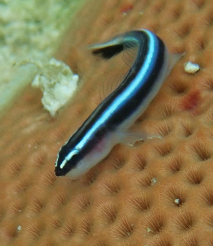 Elacatinus lobeli observed 2023-07-28
