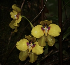 Cyrtochilum macranthum