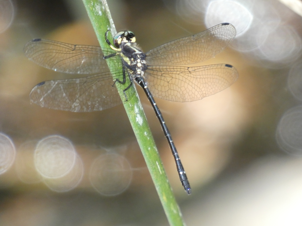 Swift Tigertail