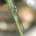 Eusynthemis rentziana - Photo (c) Nick Lambert, μερικά δικαιώματα διατηρούνται (CC BY-NC-SA), uploaded by Nick Lambert