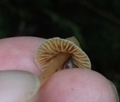 Cortinarius acutus