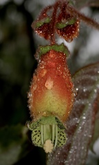 Kohleria affinis