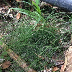 Equisetum bogotense