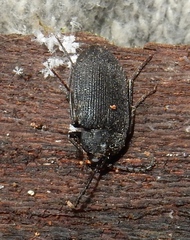 Penthe pimelia