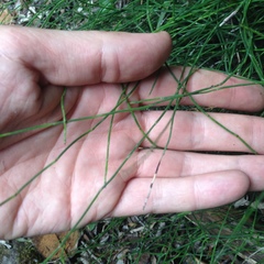 Equisetum bogotense