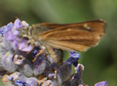 Piruna pirus