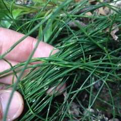 Equisetum bogotense