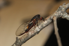 Yoyetta spectabilis