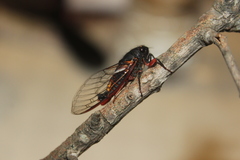 Yoyetta spectabilis