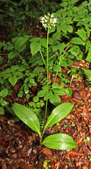 Allium ochotense