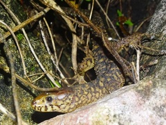 Lepidophyma flavimaculatum