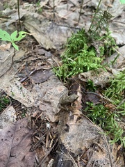 Lithobates sylvaticus image