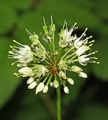 Allium ochotense