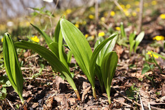 Allium ochotense