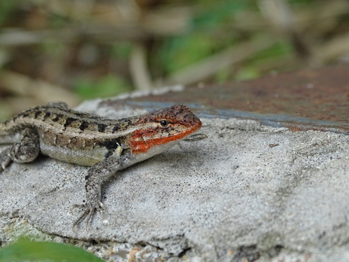 Teapen Rosebelly Lizard
