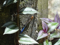 Plestiodon sumichrasti