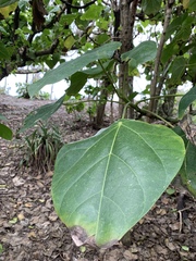 Hernandia nymphaeifolia